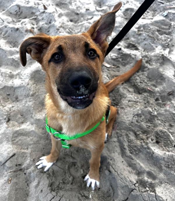 Enlarge Tj, a Adoptable mixed breed in Monterey, CA image 2/6