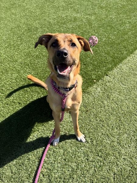 Enlarge Tj, a Adoptable mixed breed in Monterey, CA image 3/6