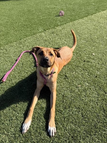 Enlarge Tj, a Adoptable mixed breed in Monterey, CA image 4/6