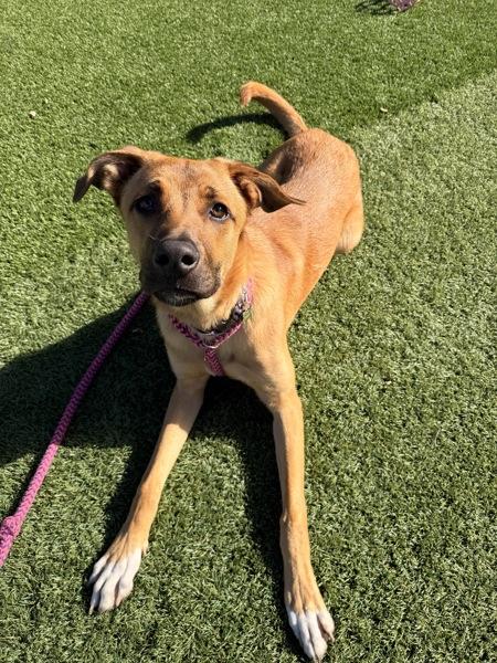 Enlarge Tj, a Adoptable mixed breed in Monterey, CA image 5/6