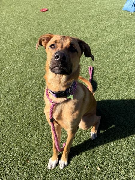 Enlarge Tj, a Adoptable mixed breed in Monterey, CA image 6/6