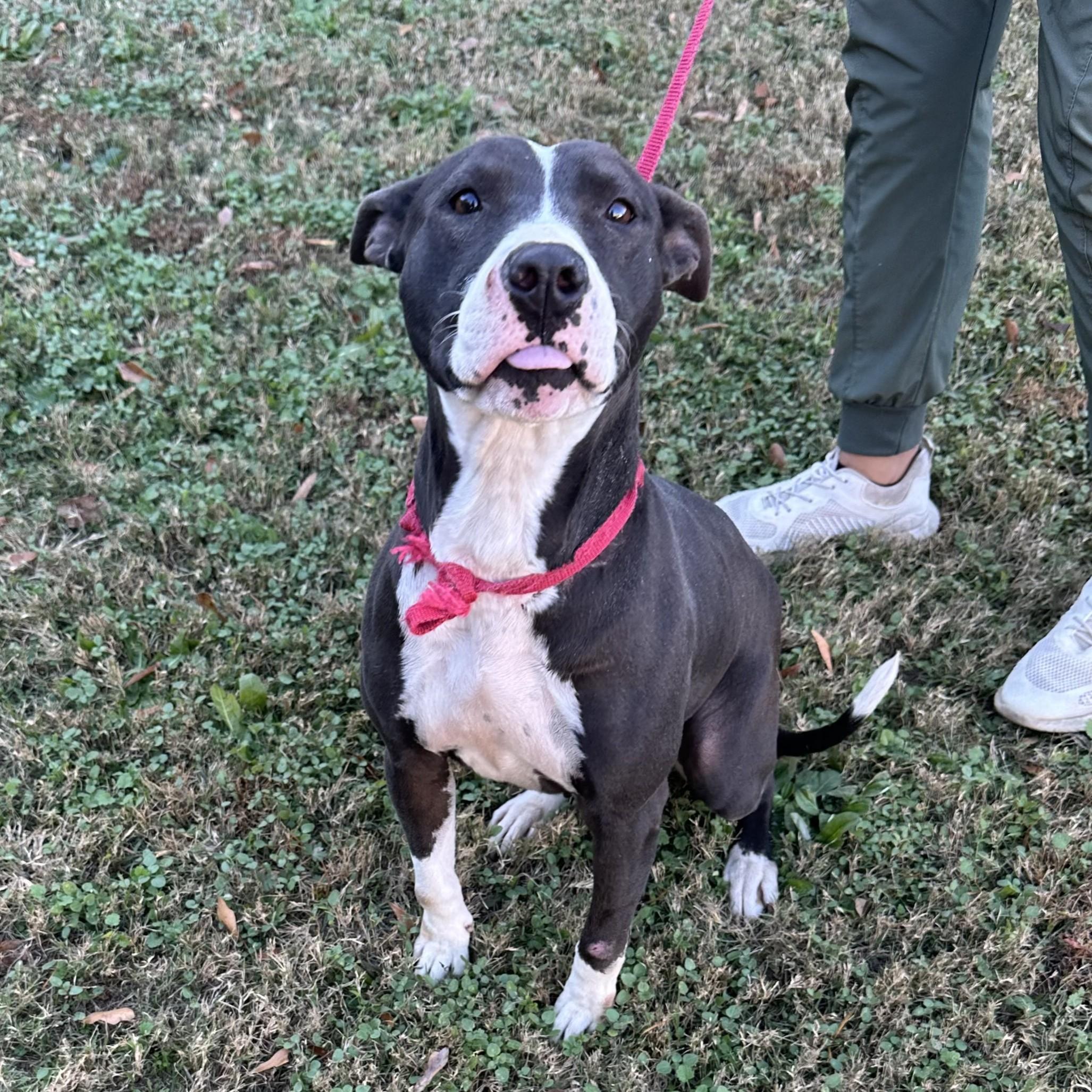 Lola — thumbnail 2