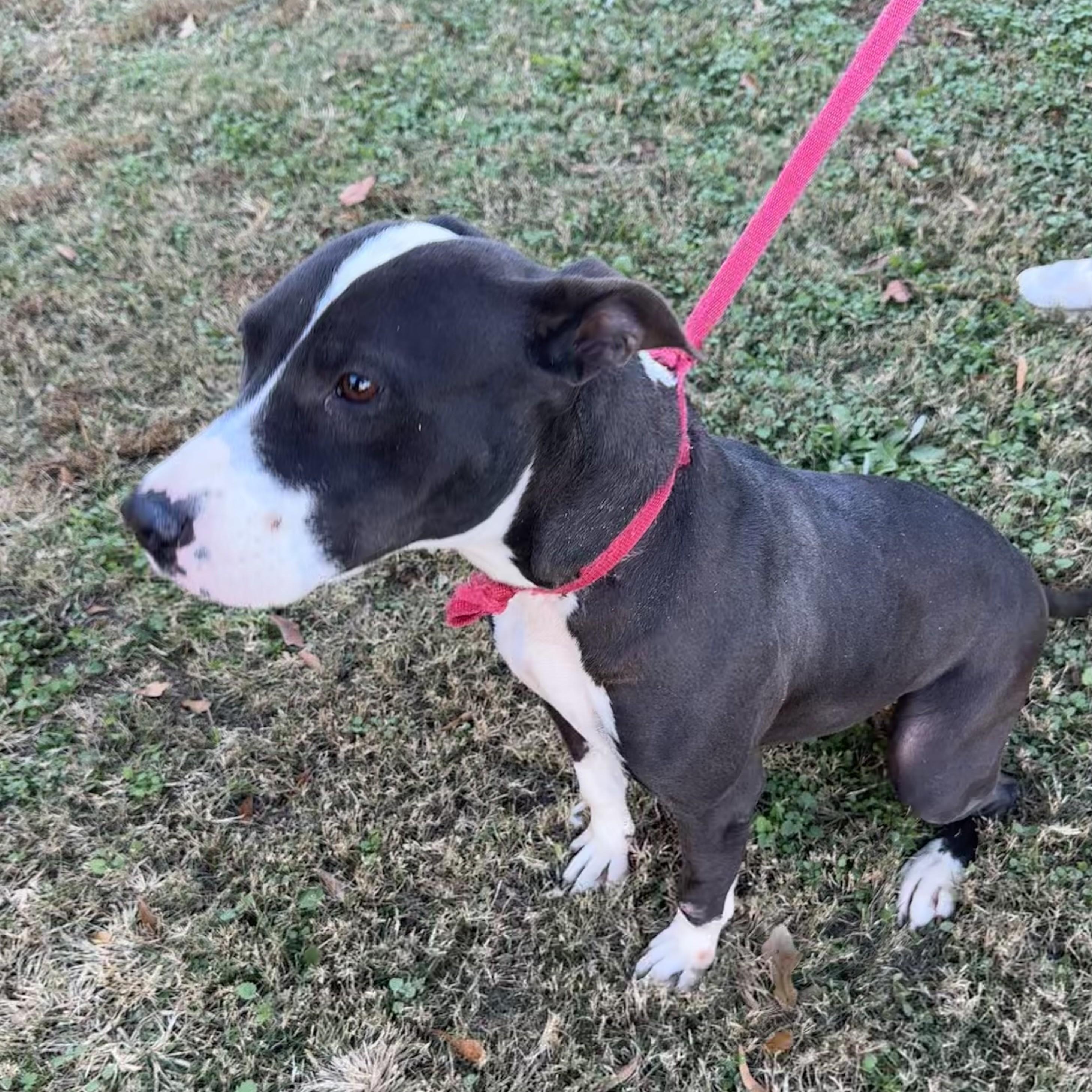 Lola — thumbnail 3