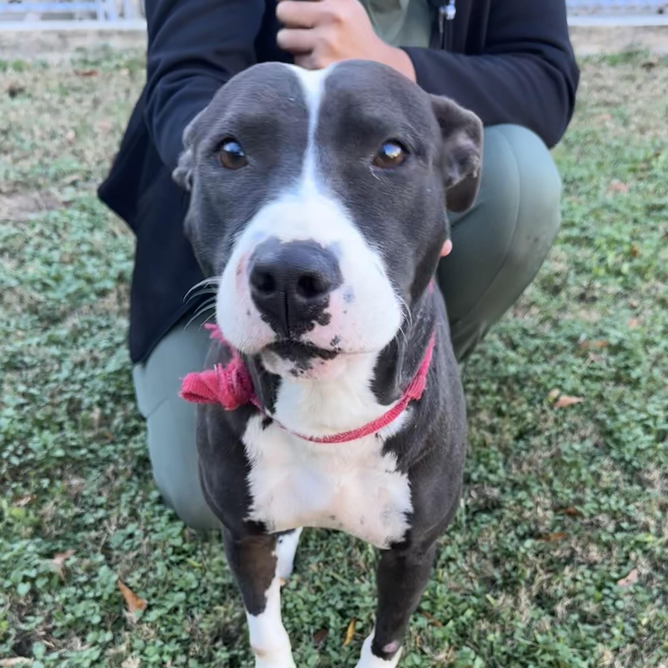 Lola — thumbnail 4