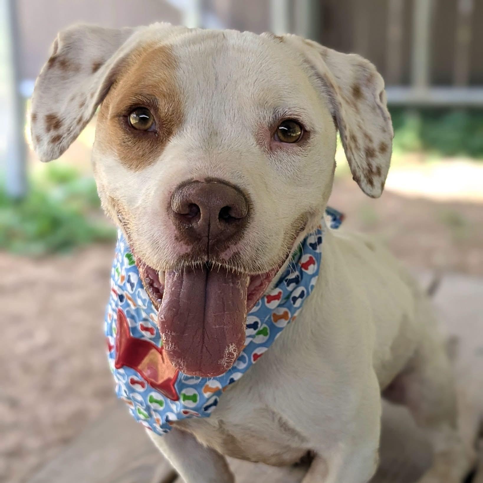 Traveler, adopted, Young Male Mixed Breed.