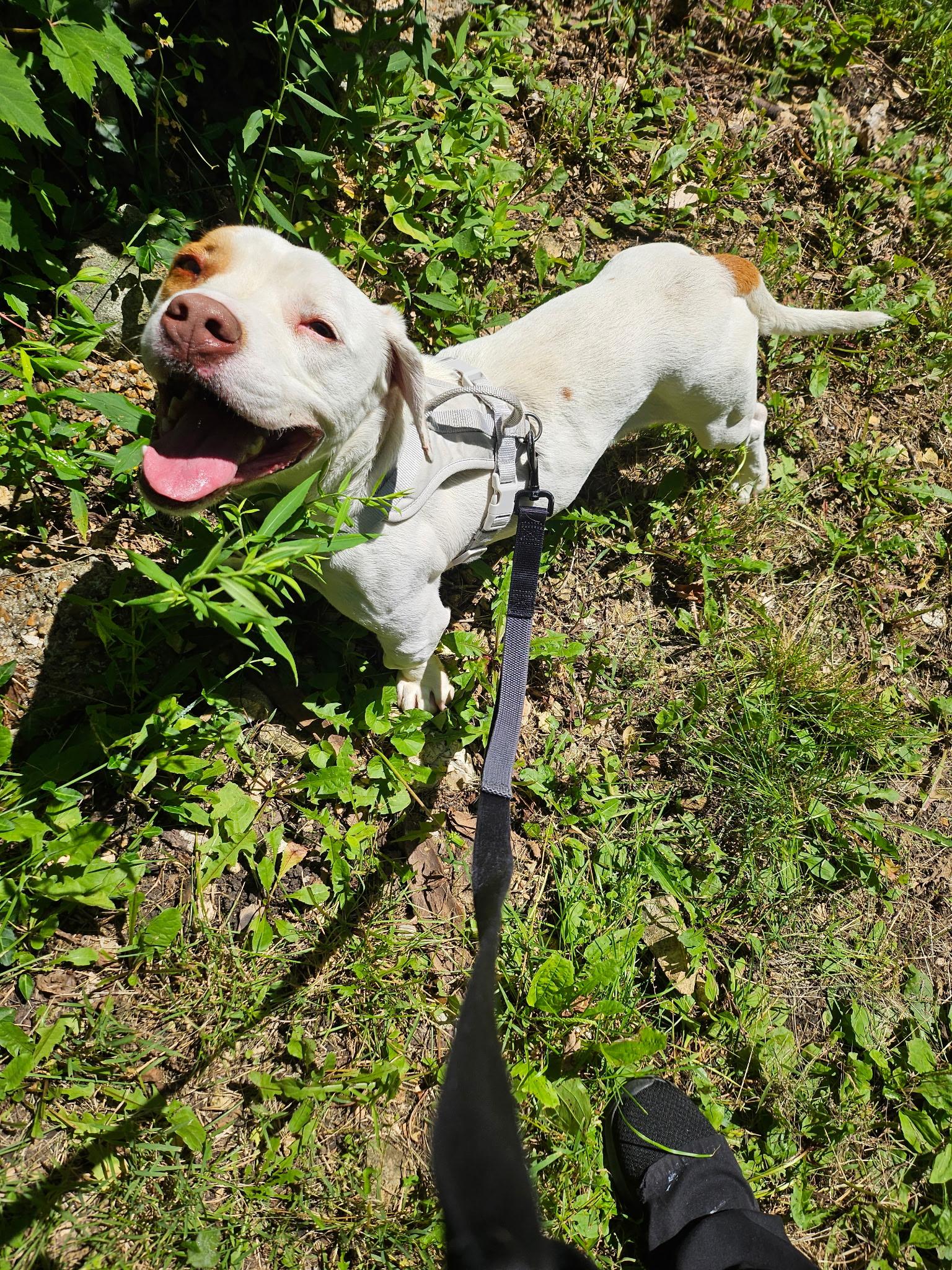 Traveler, an adopted Mixed Breed in House Springs, MO image 3/3