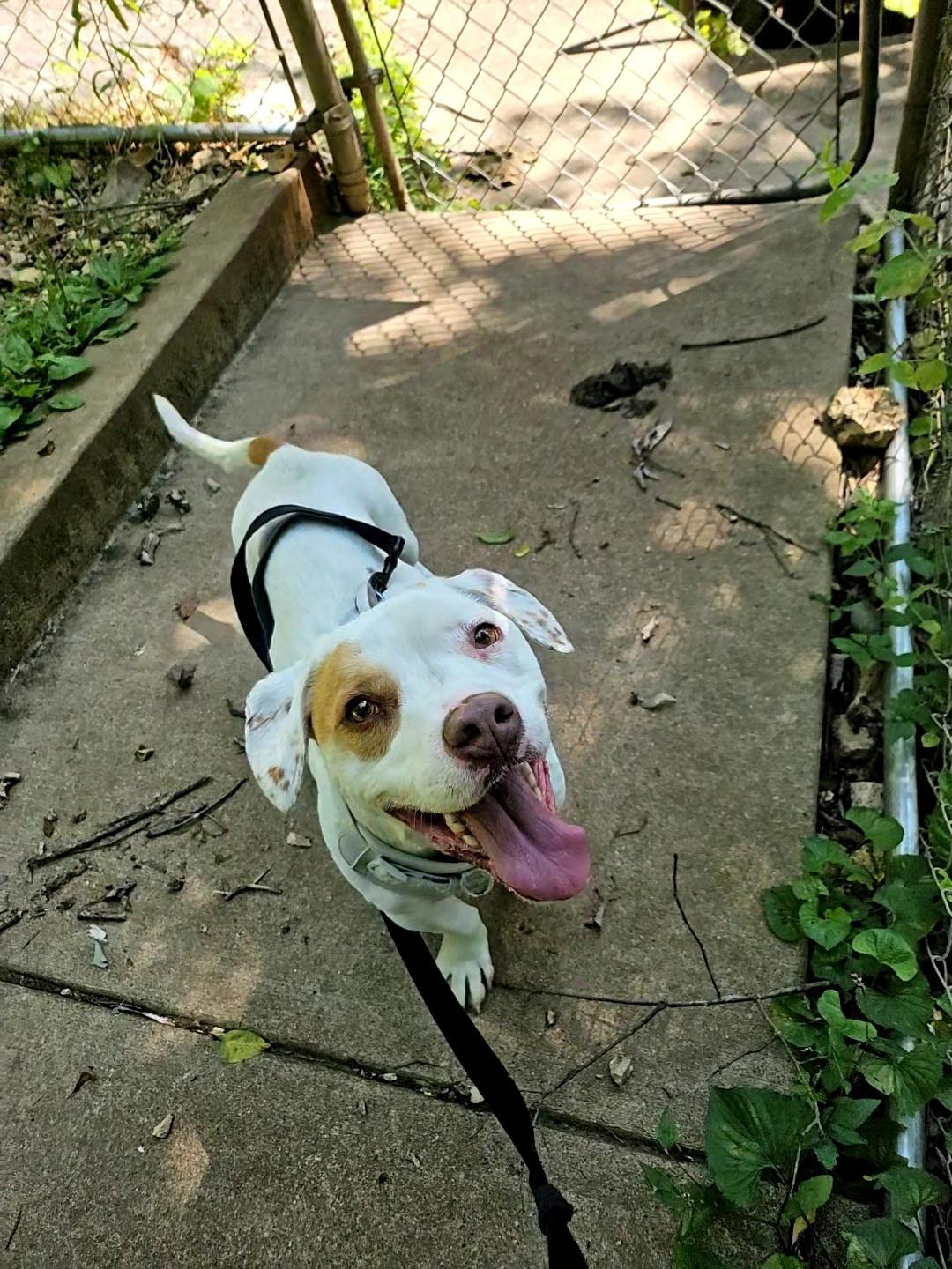 Traveler, an adopted Mixed Breed in House Springs, MO image 2/3