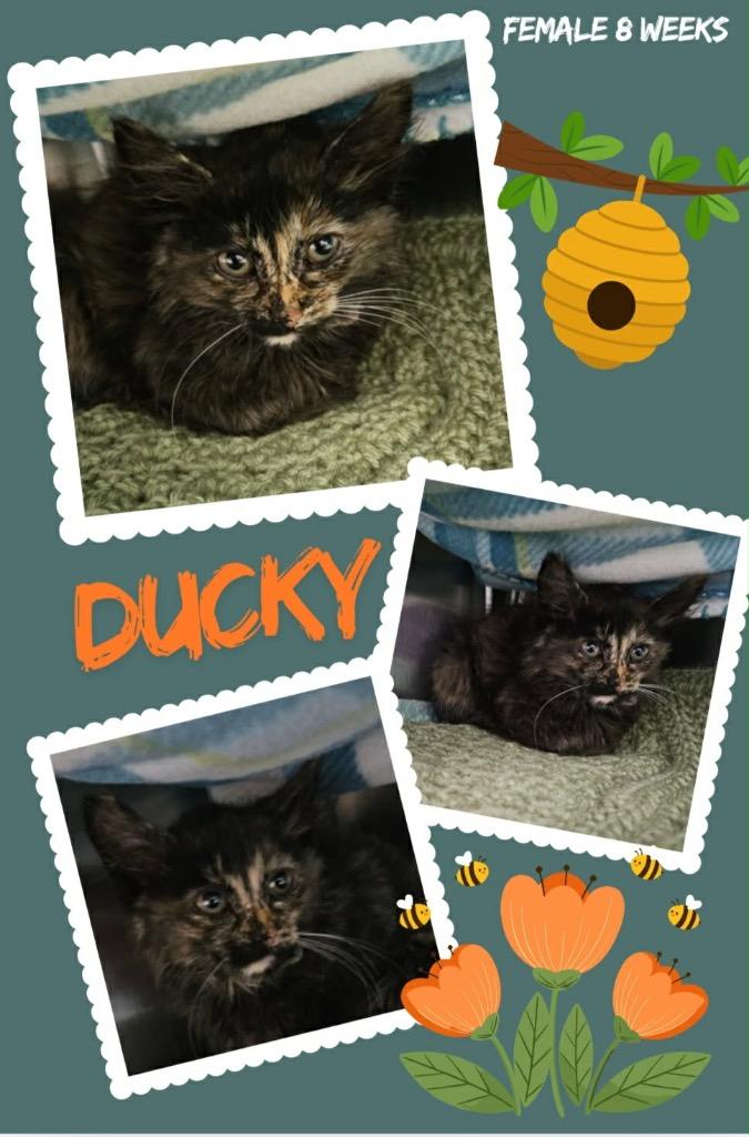 Enlarge Ducky, a Adoptable mixed breed in Blountville, TN image 1/1