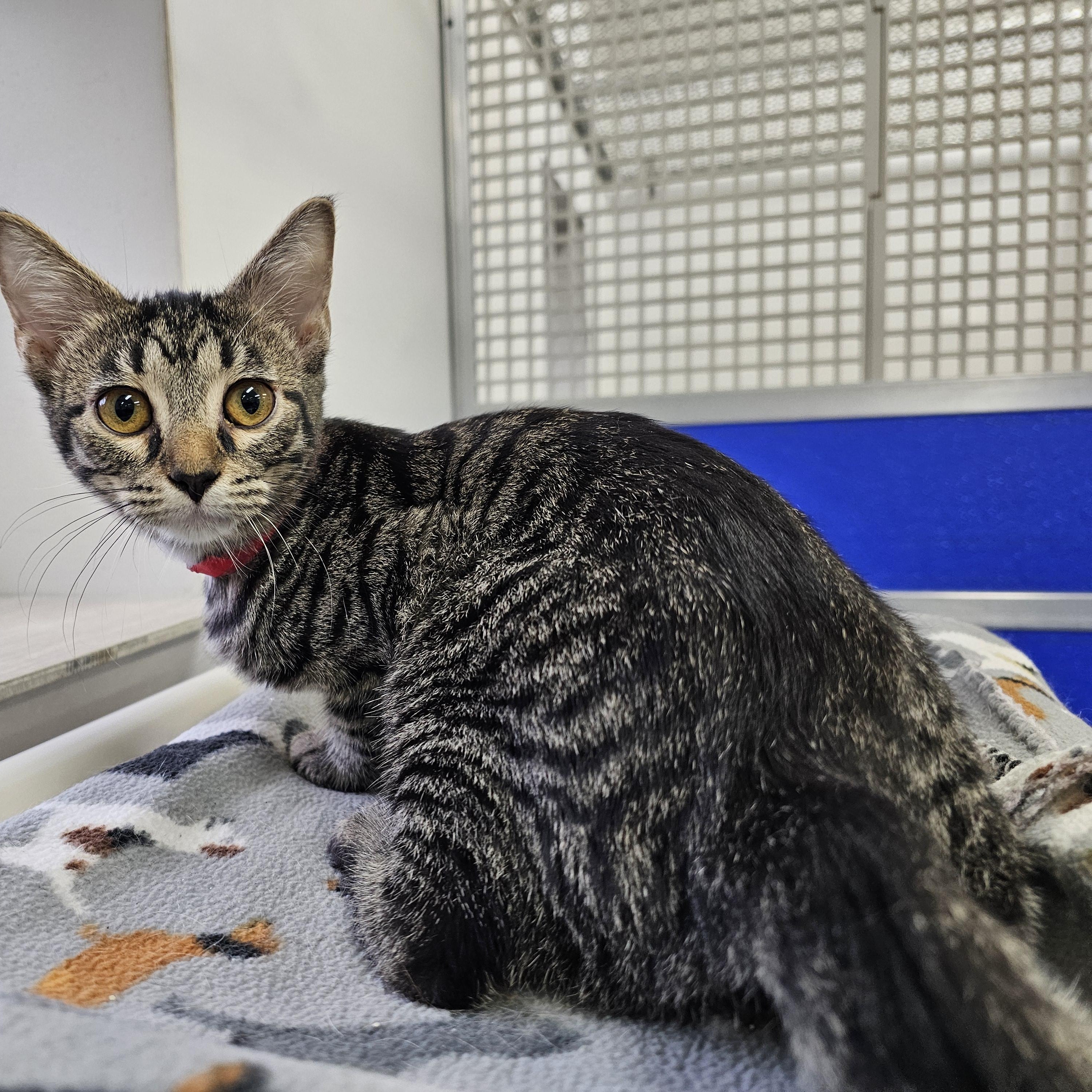 Enlarge Monnie, a Adoptable Domestic Short Hair in Dunkirk, NY image 2/2