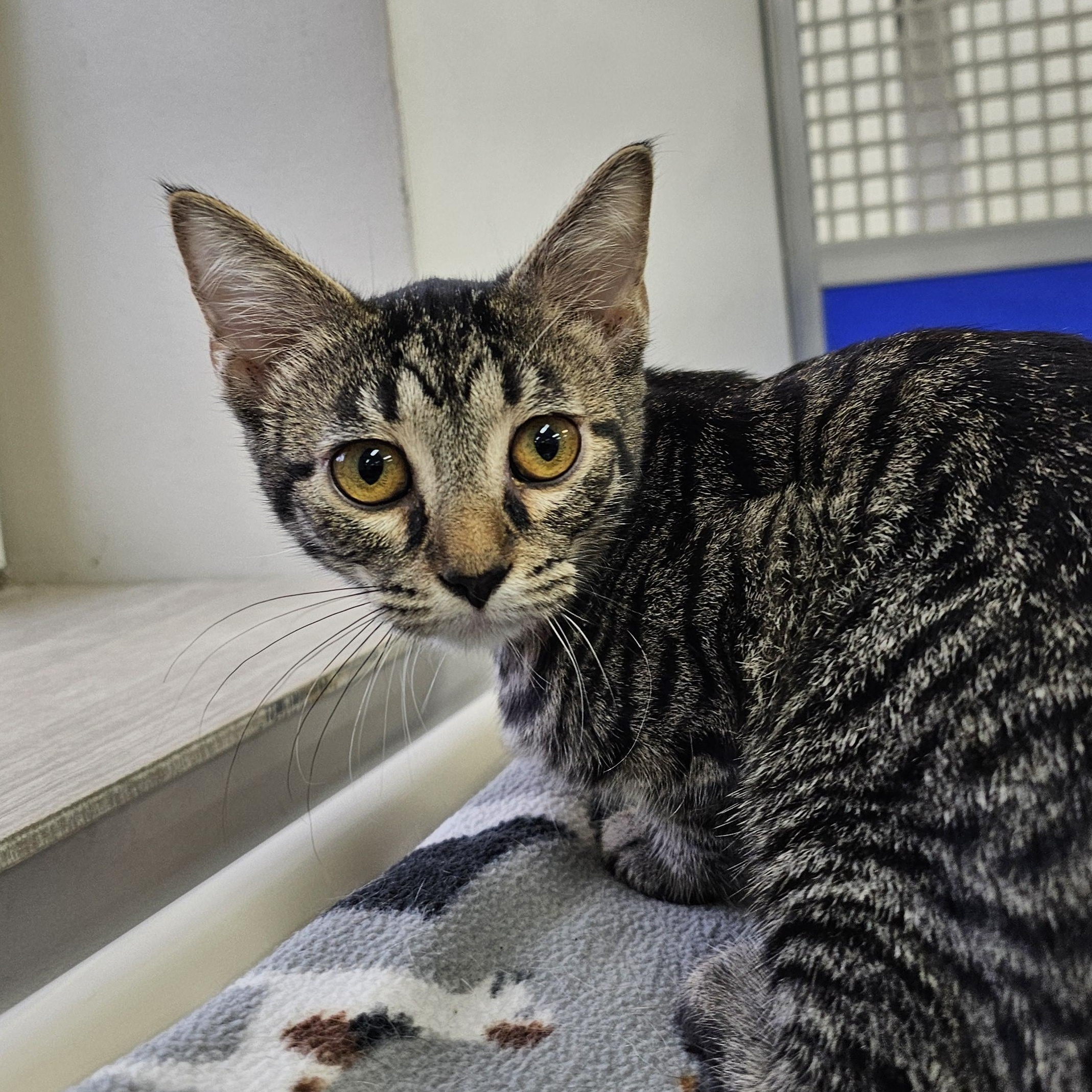 Monnie, Adoptable, Kitten Female Domestic Short Hair.