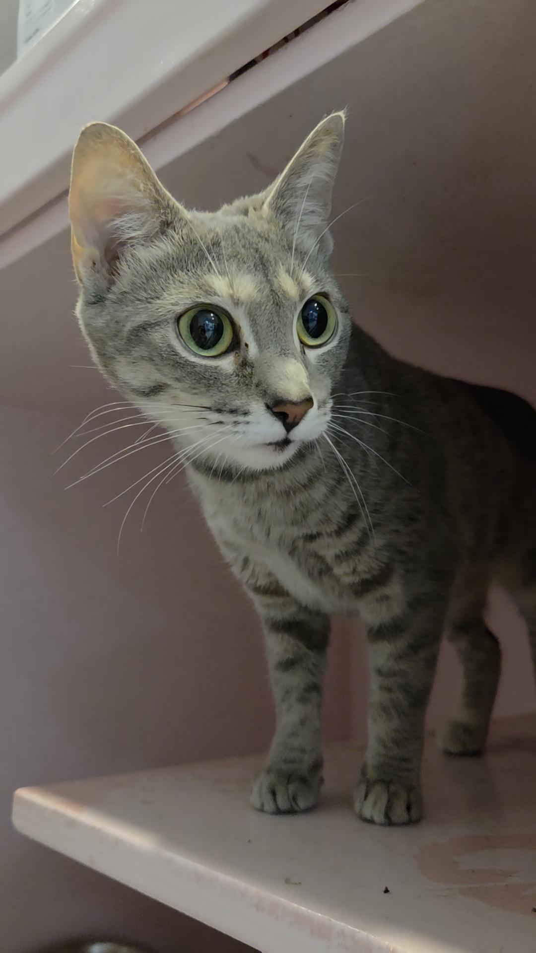 Enlarge Wisteria, a Adopted Domestic Short Hair in Charleston, SC image 1/1