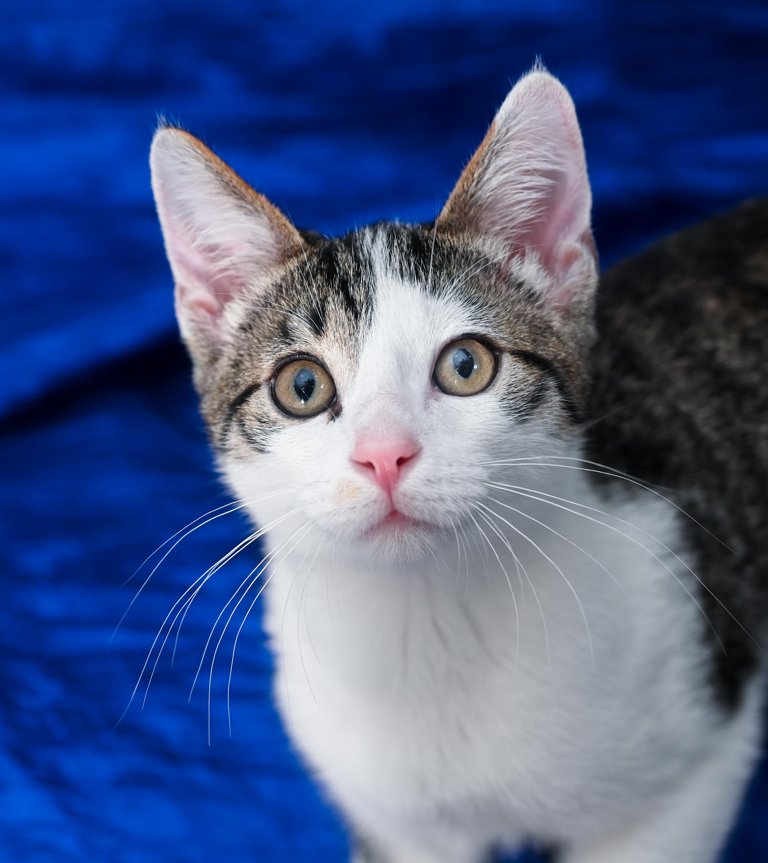 Enlarge Peppo, a Adoptable mixed breed in Chattanooga, TN image 3/5