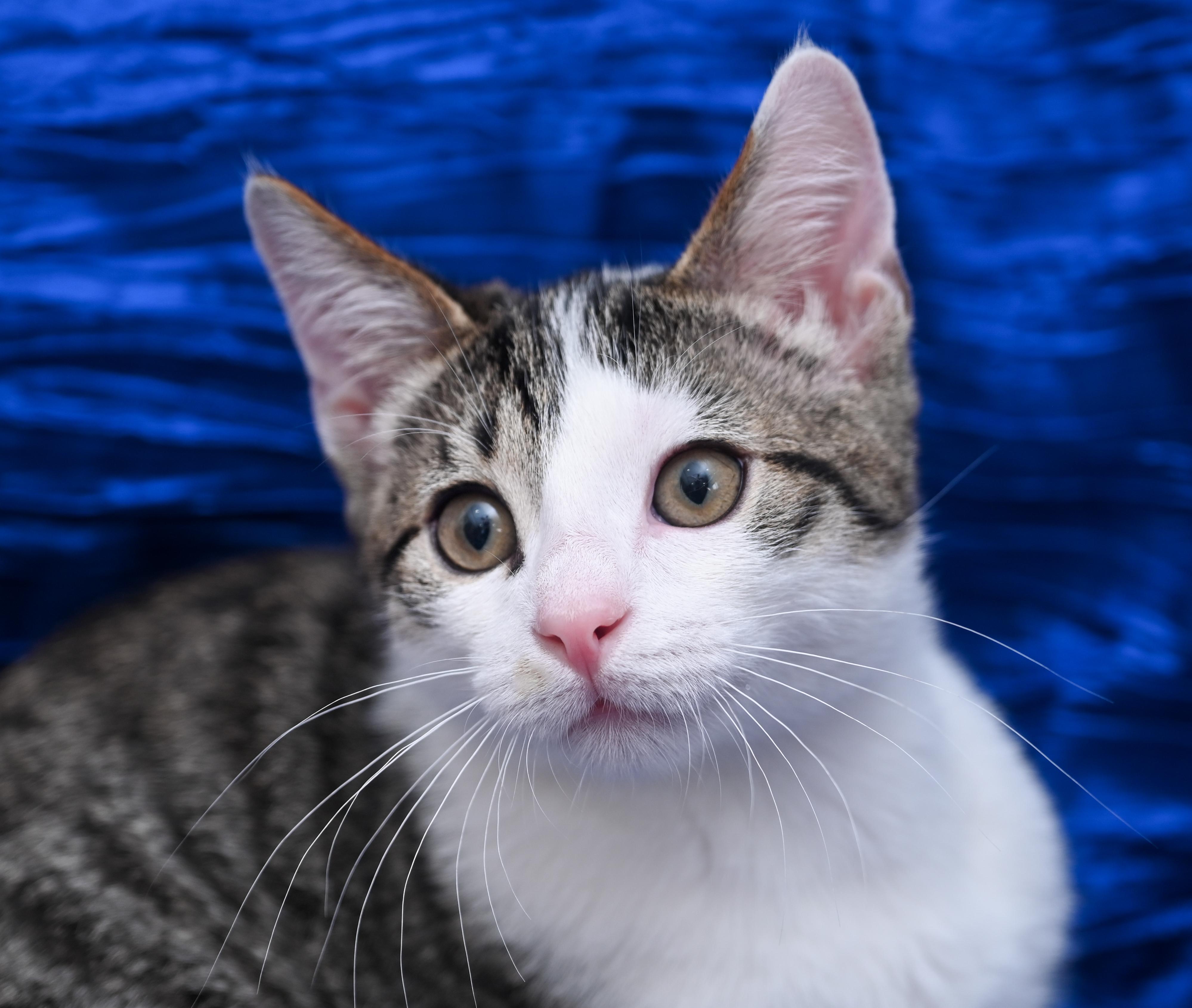 Enlarge Peppo, a Adoptable mixed breed in Chattanooga, TN image 5/5