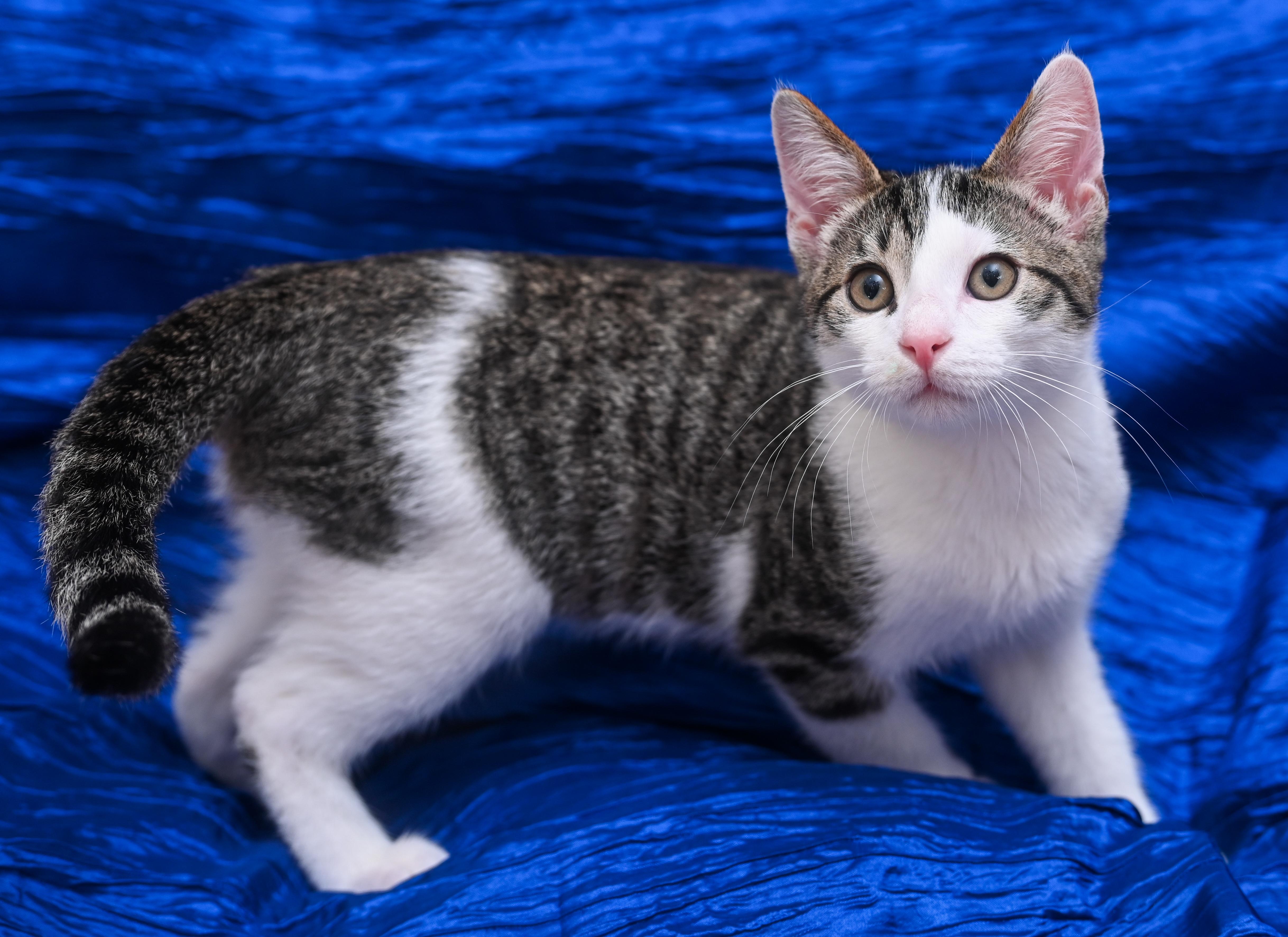 Enlarge Peppo, a Adoptable mixed breed in Chattanooga, TN image 4/5