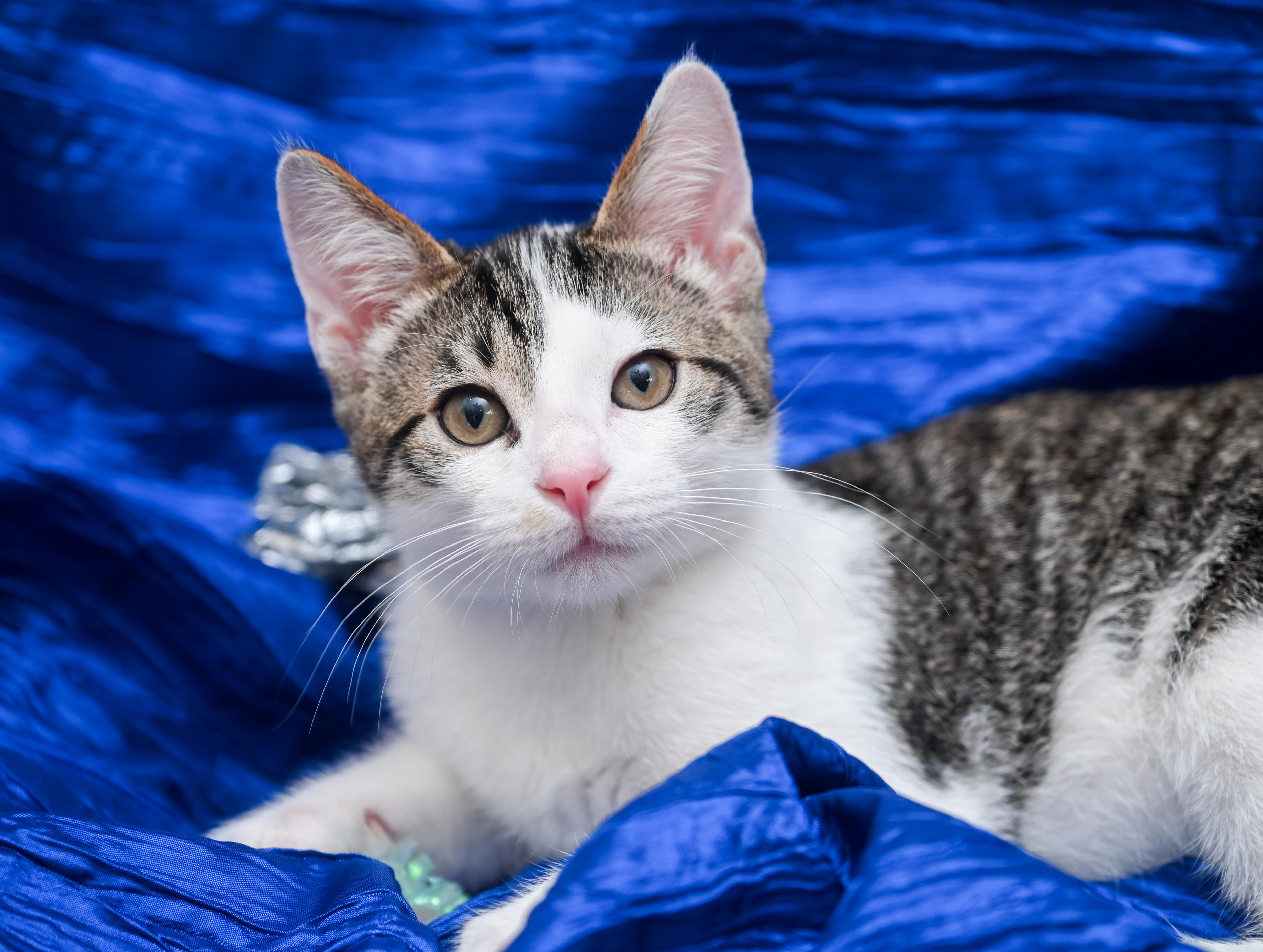 Enlarge Peppo, a Adoptable mixed breed in Chattanooga, TN image 1/5