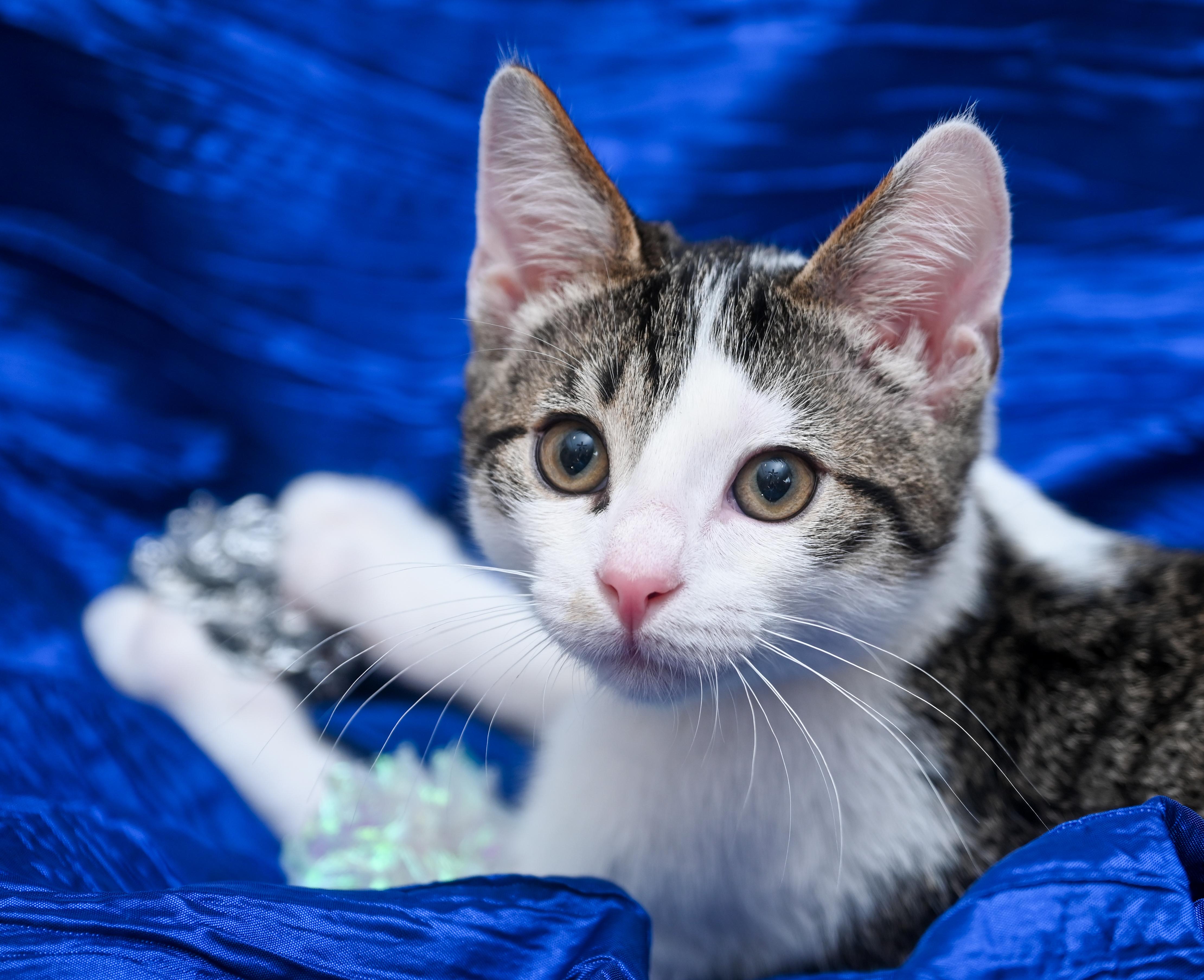 Enlarge Peppo, a Adoptable mixed breed in Chattanooga, TN image 2/5