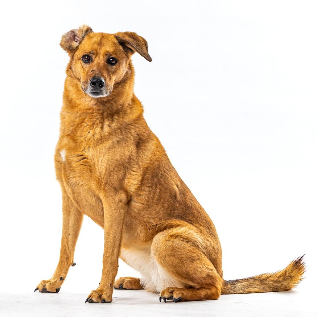Enlarge Penny, a Adoptable mixed breed in Reno, NV image 1/5