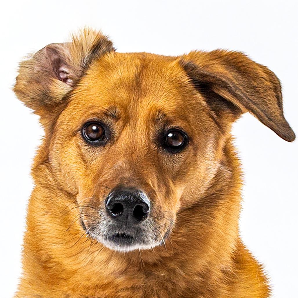 Enlarge Penny, a Adoptable mixed breed in Reno, NV image 2/5