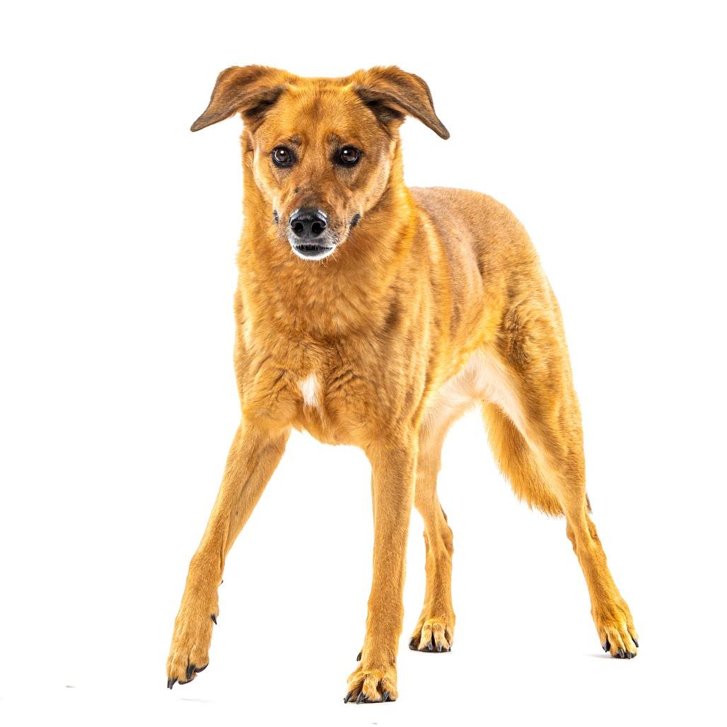 Enlarge Penny, a Adoptable mixed breed in Reno, NV image 3/5