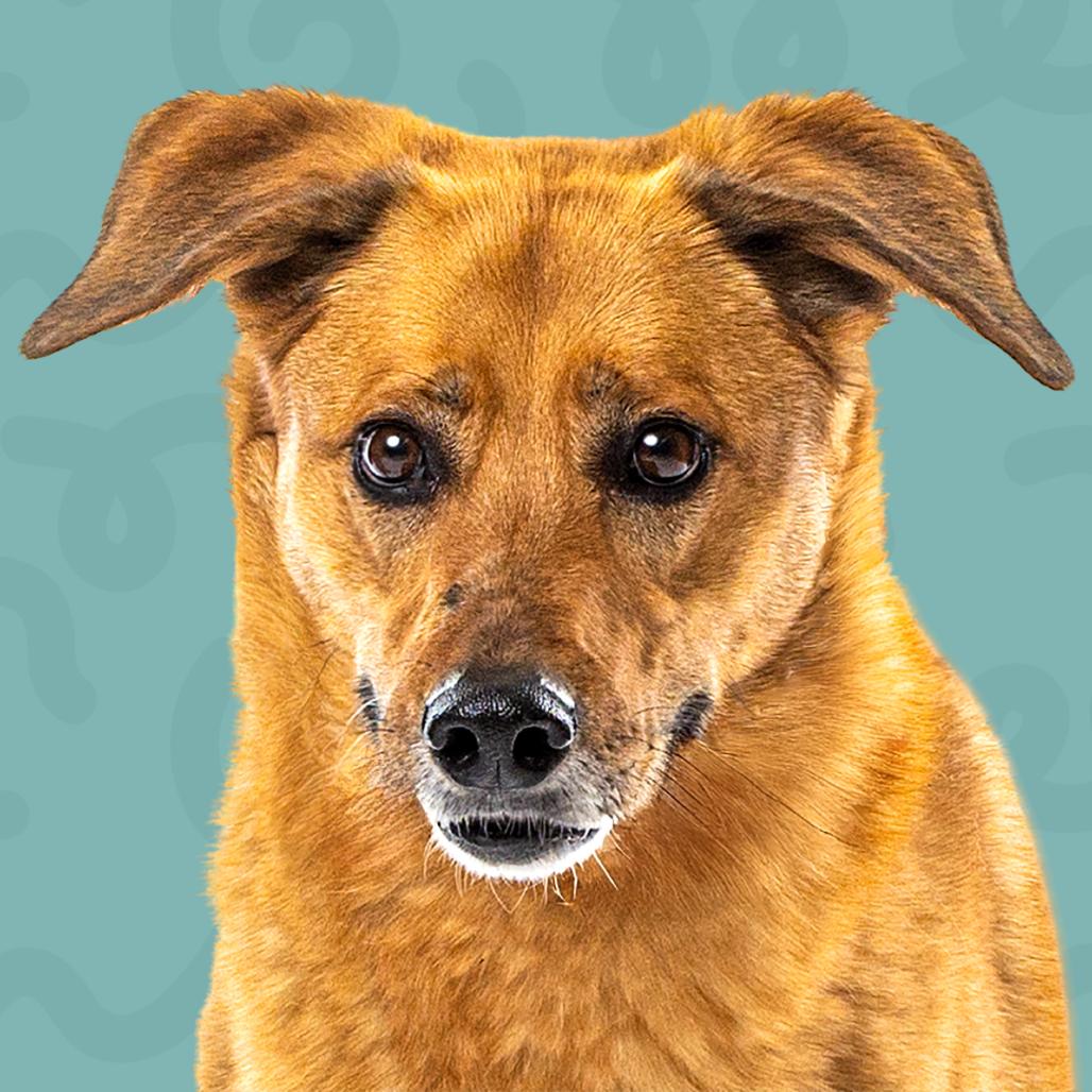 Enlarge Penny, a Adoptable mixed breed in Reno, NV image 4/5