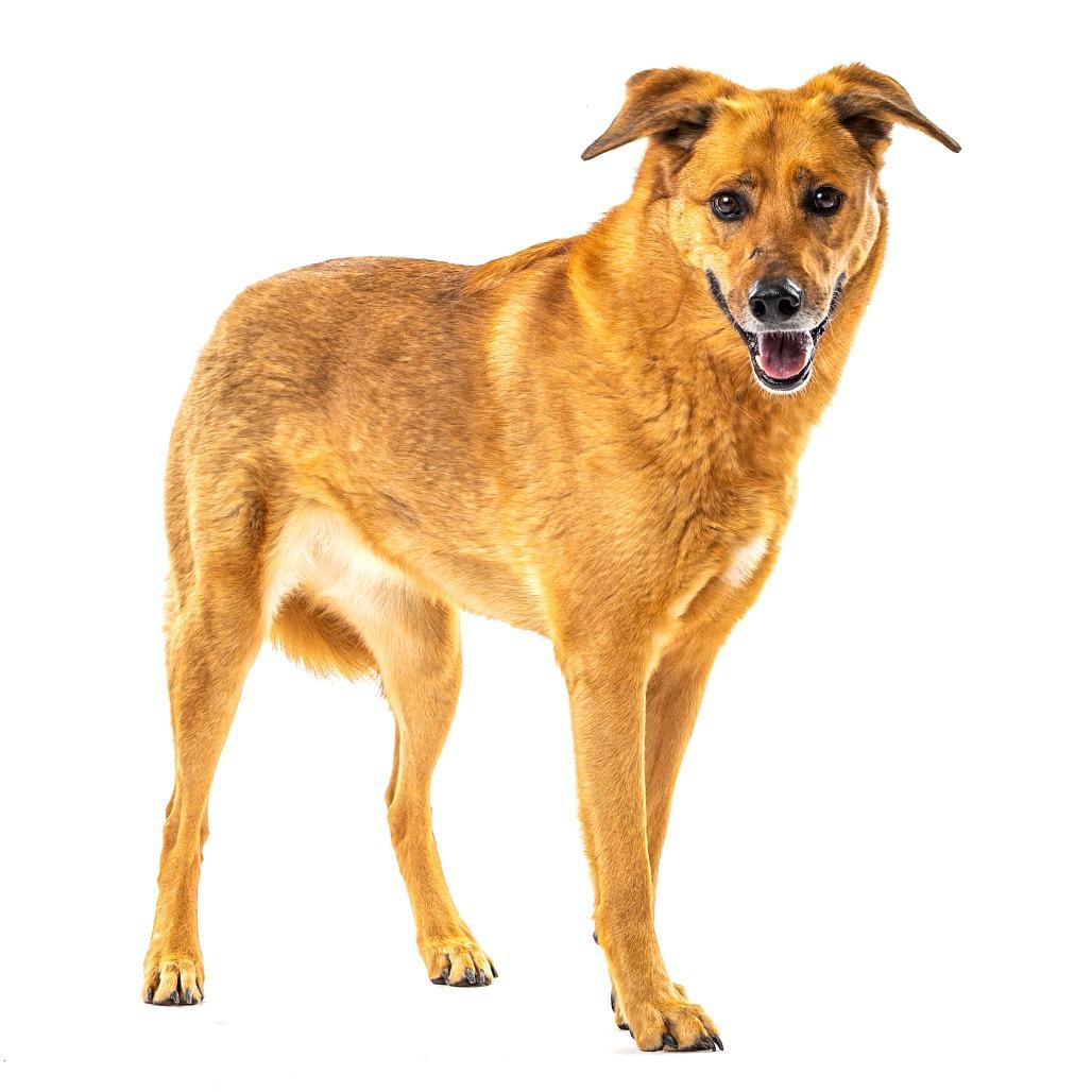 Enlarge Penny, a Adoptable mixed breed in Reno, NV image 5/5