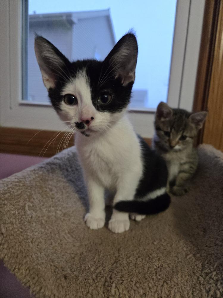 Enlarge Moe, a Adoptable mixed breed in Union Grove, WI image 2/4