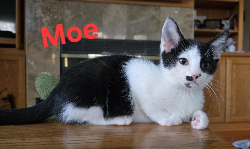 Enlarge Moe, a Adoptable mixed breed in Union Grove, WI image 3/4