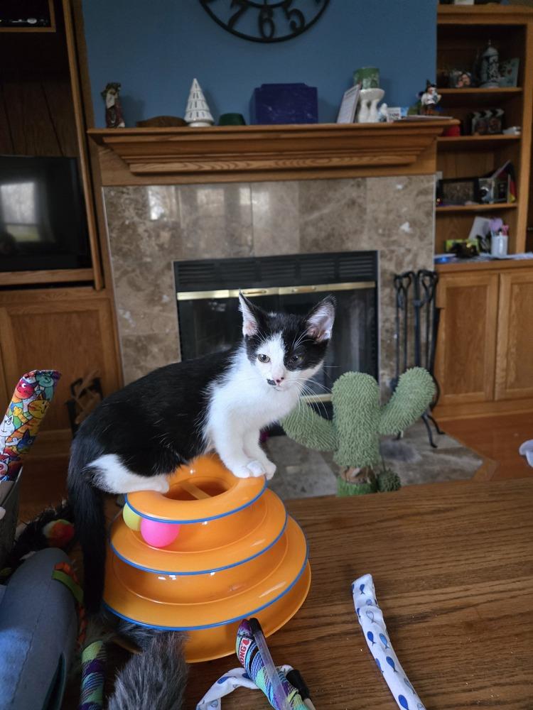 Enlarge Moe, a Adoptable mixed breed in Union Grove, WI image 4/4