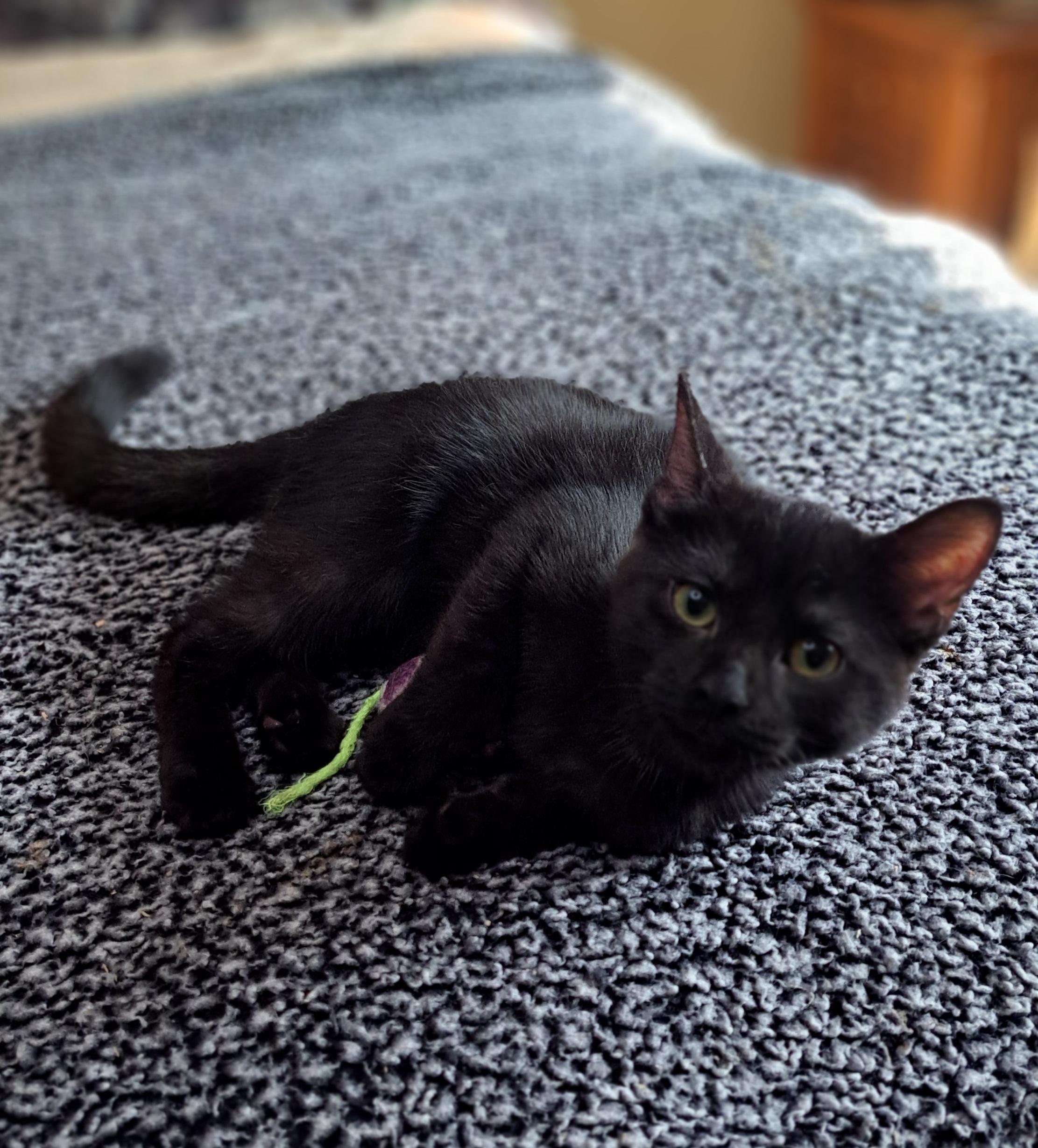 Amiko, Adopted, Kitten Female Domestic Short Hair.