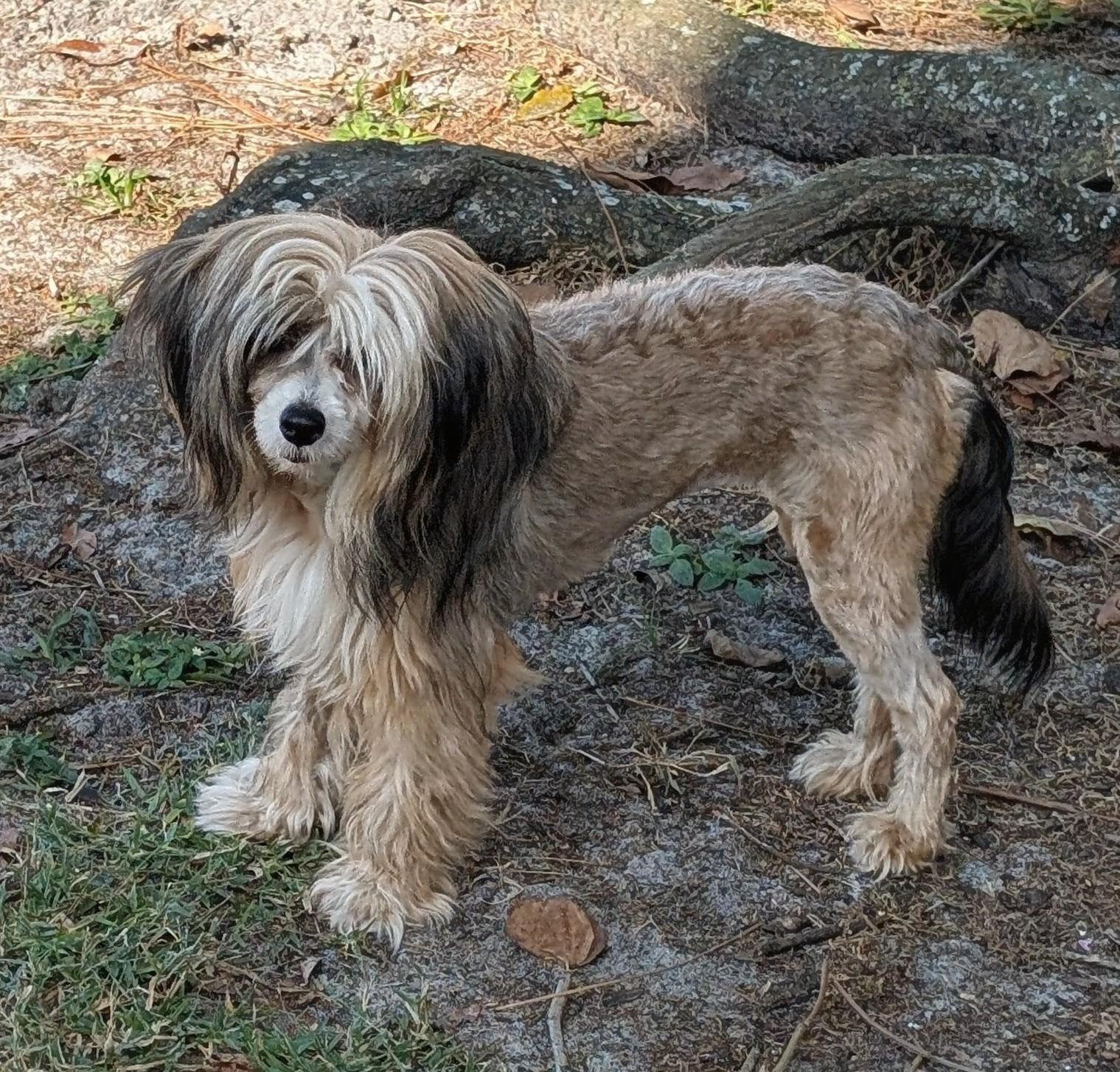 Enlarge Jackie, a ADOPTABLE Chinese Crested Dog in Orlando, FL image 3/6