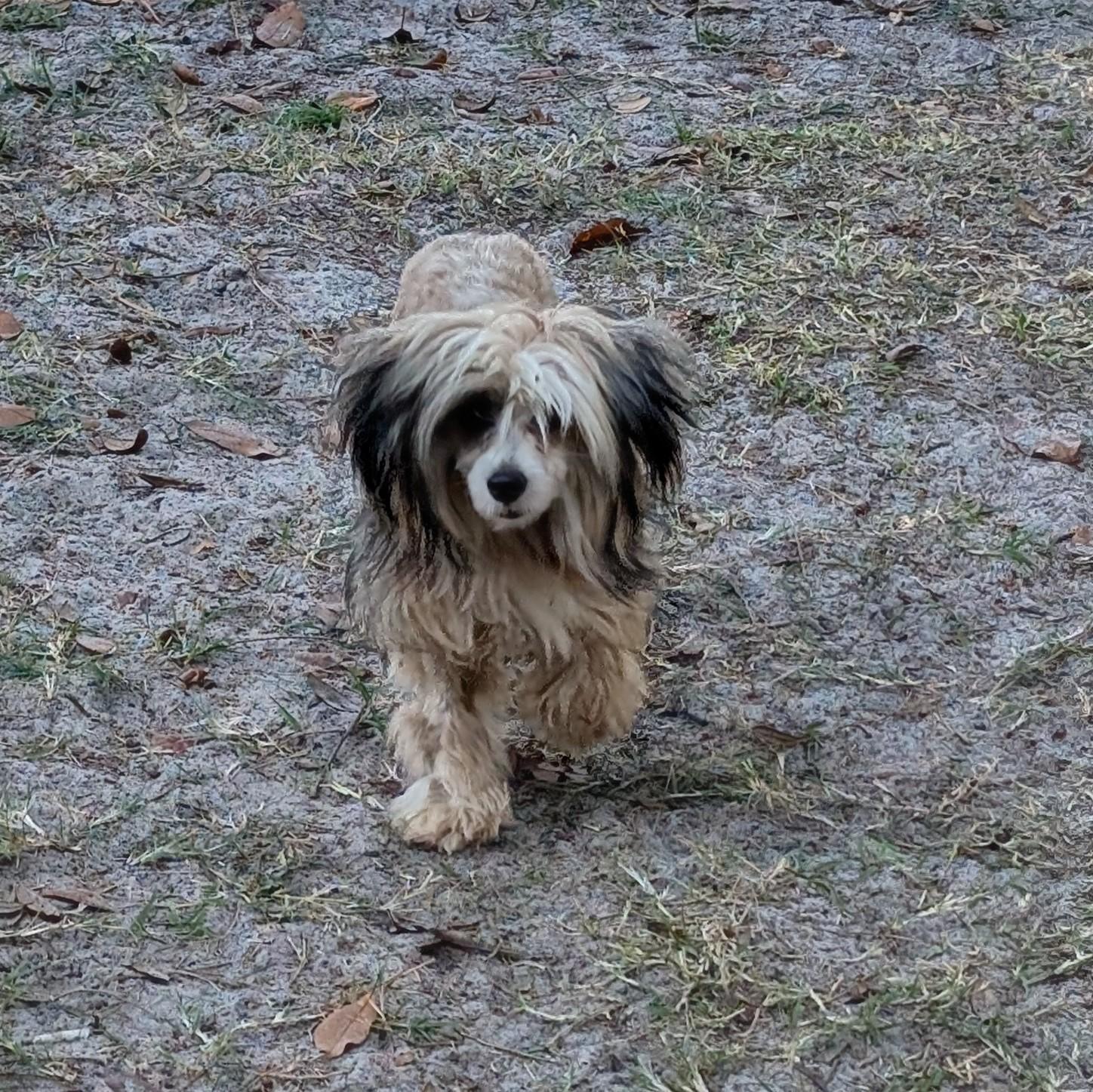 Enlarge Jackie, a ADOPTABLE Chinese Crested Dog in Orlando, FL image 5/6