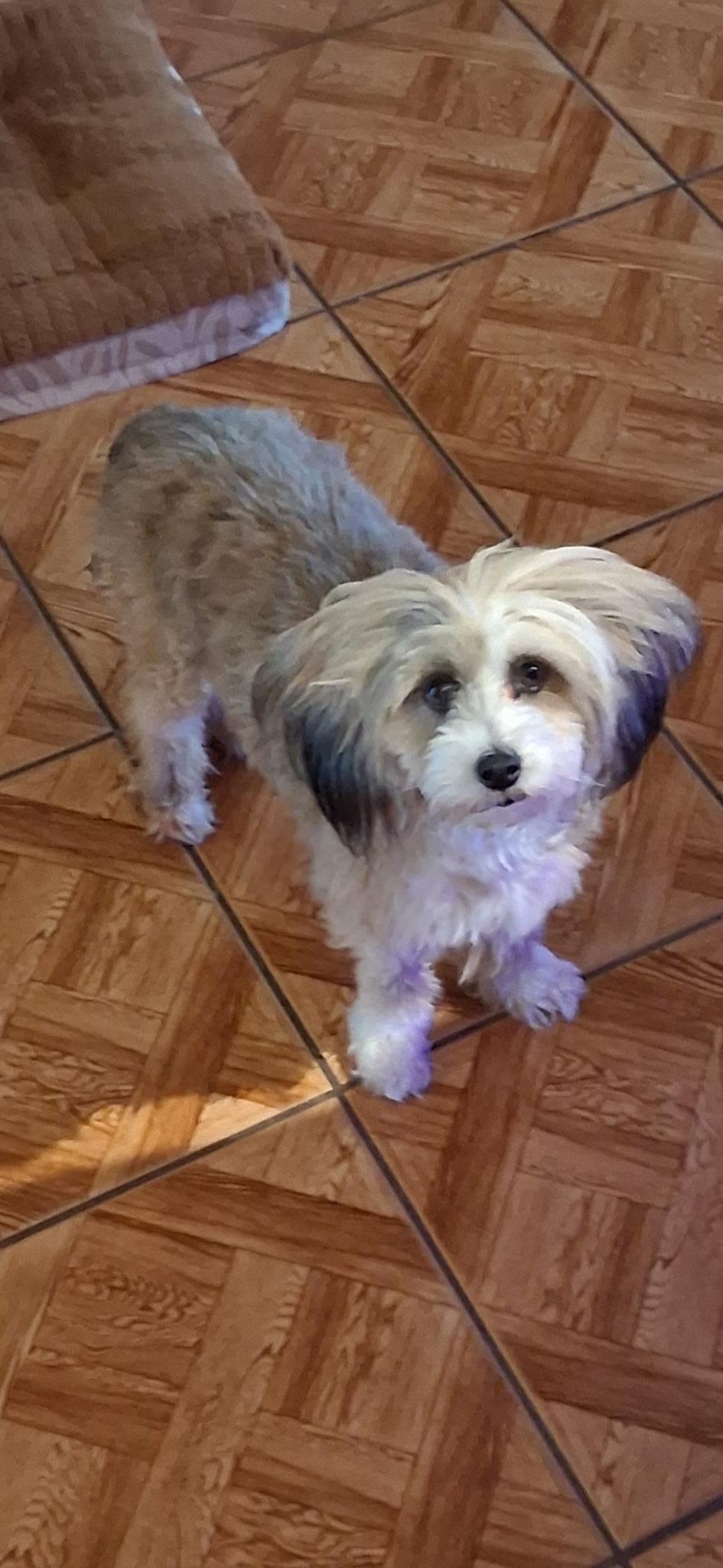 Enlarge Jackie, a ADOPTABLE Chinese Crested Dog in Orlando, FL image 4/5