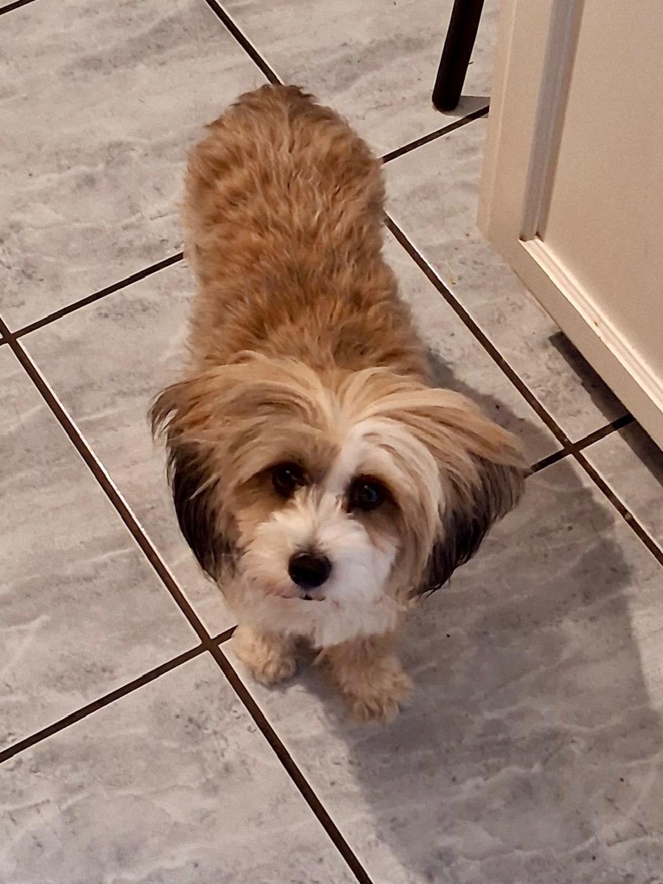 Enlarge Jackie, a ADOPTABLE Chinese Crested Dog in Orlando, FL image 5/5