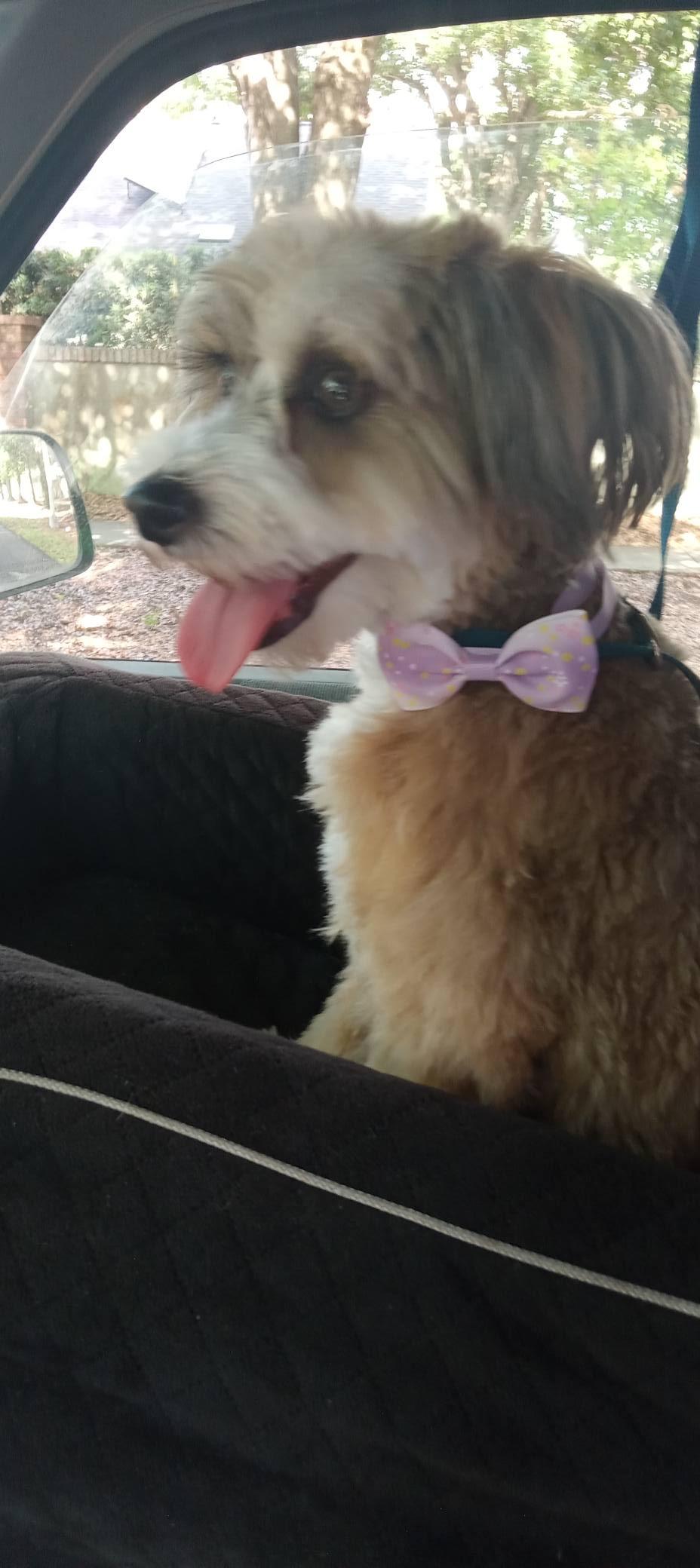 Jackie, a ADOPTABLE Chinese Crested Dog in Orlando, FL image 6/6