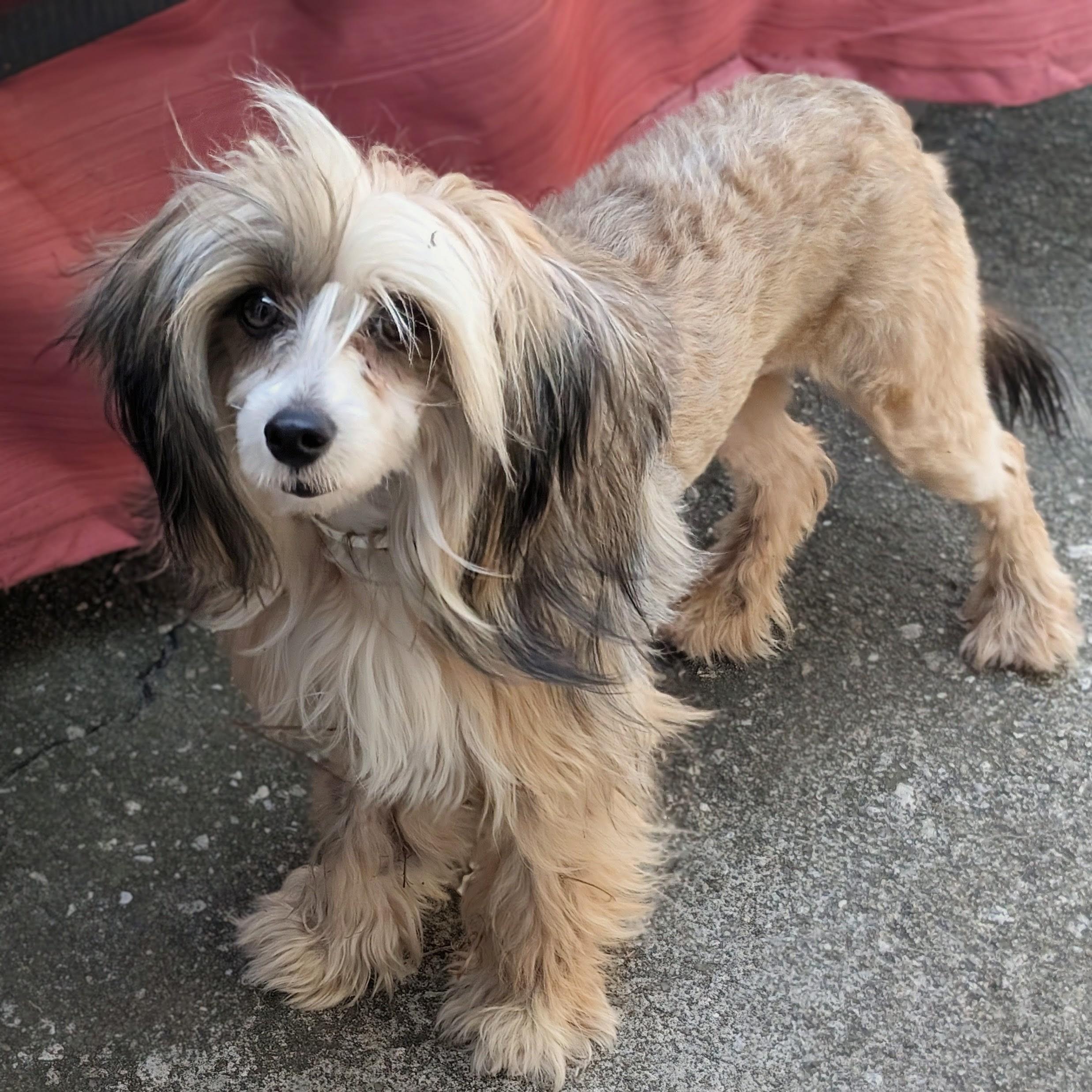 Jackie, ADOPTABLE, Adult Female Chinese Crested Dog.