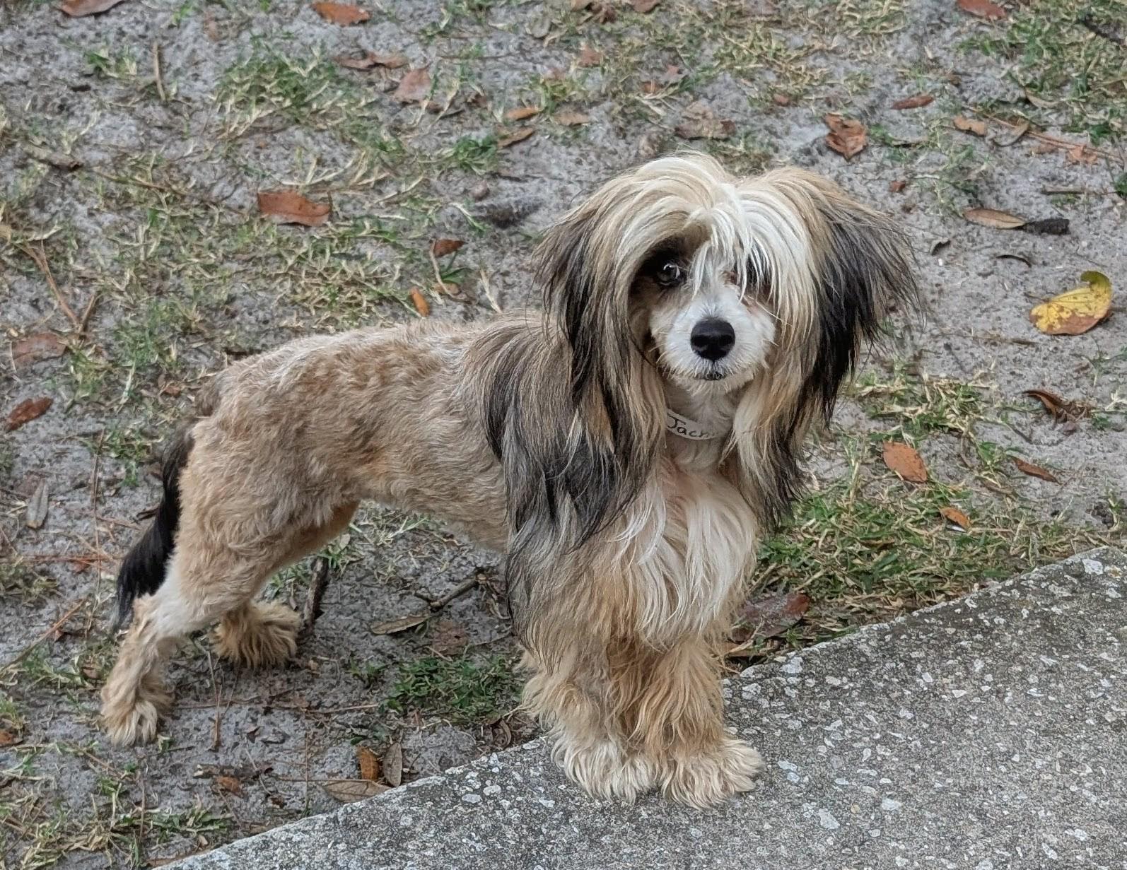 Enlarge Jackie, a ADOPTABLE Chinese Crested Dog in Orlando, FL image 2/6