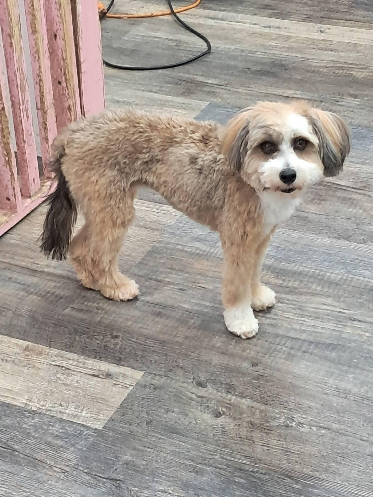 Jackie, a ADOPTABLE Chinese Crested Dog in Orlando, FL image 5/6