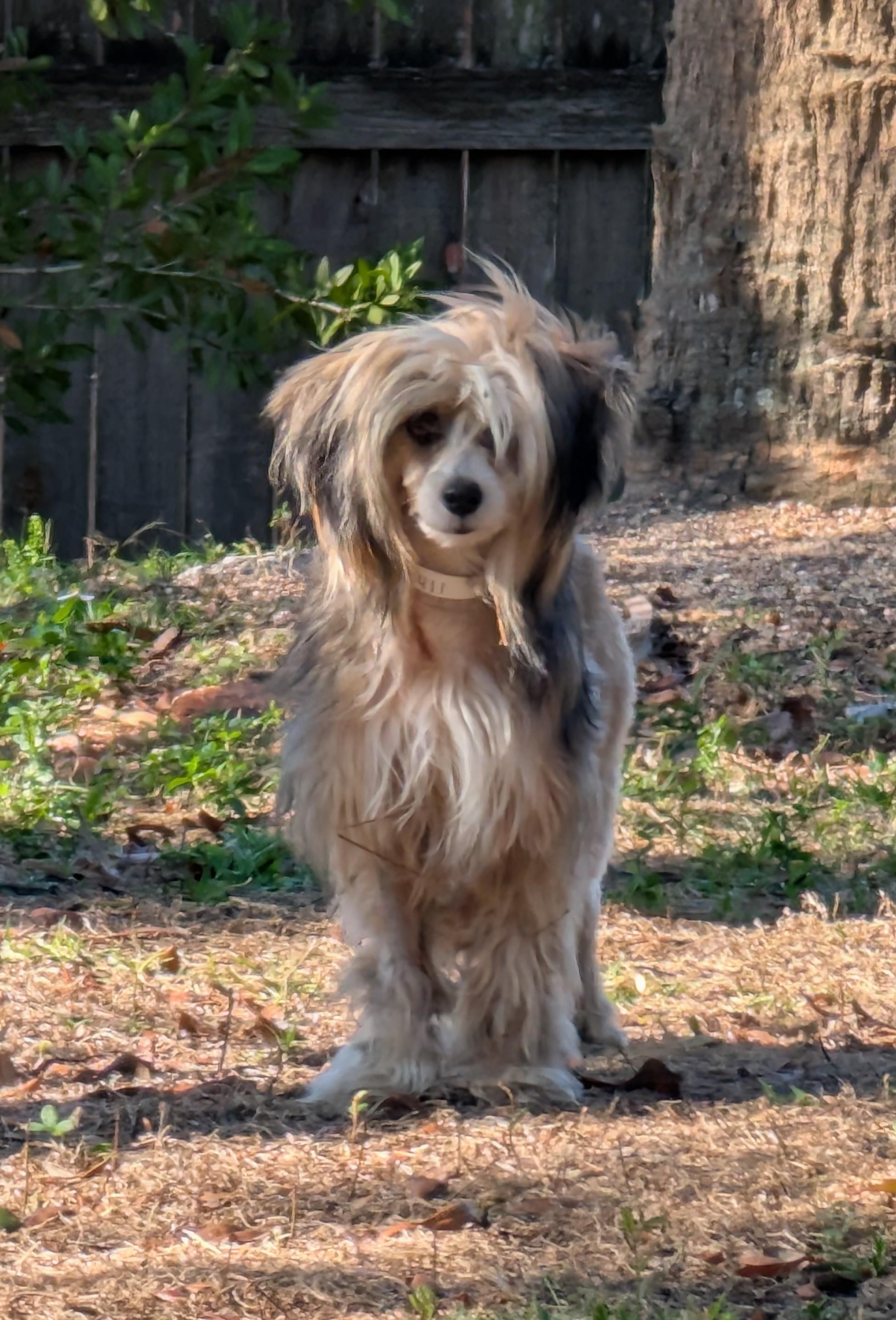 Enlarge Jackie, a ADOPTABLE Chinese Crested Dog in Orlando, FL image 4/6