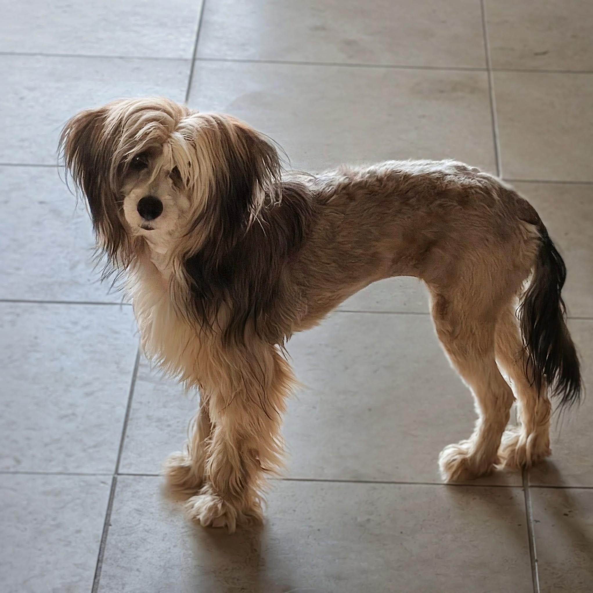 Enlarge Jackie, a ADOPTABLE Chinese Crested Dog in Orlando, FL image 6/6