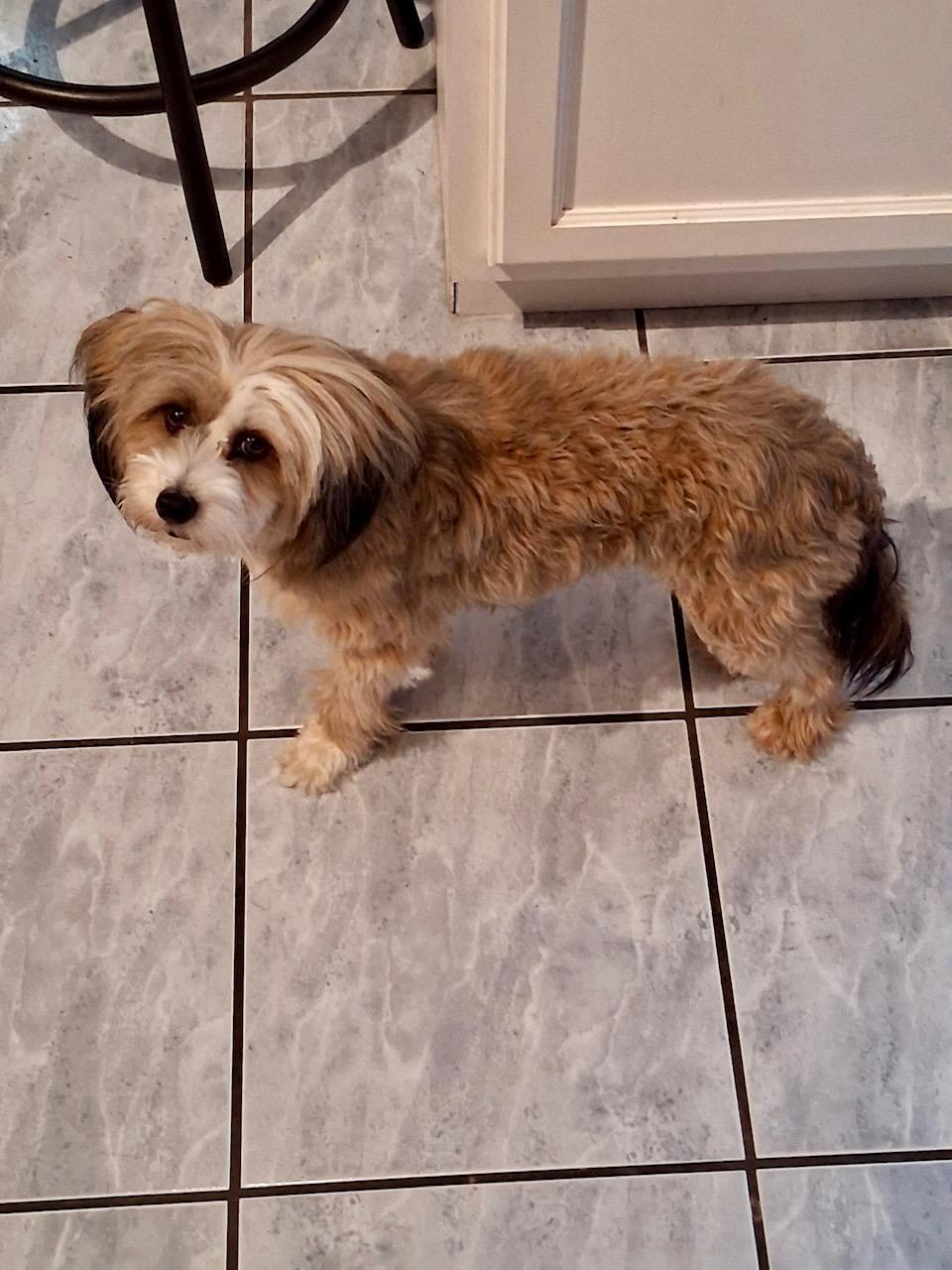 Enlarge Jackie, a ADOPTABLE Chinese Crested Dog in Orlando, FL image 3/5