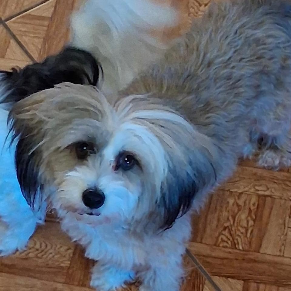 Jackie, ADOPTABLE, Adult Female Chinese Crested Dog.