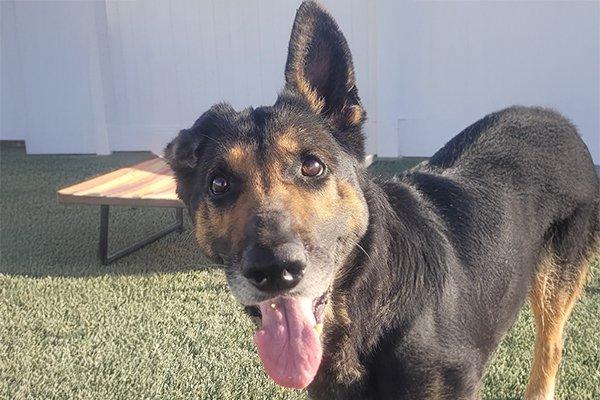 Imogene, Adoptable, Senior Female German Shepherd Dog.