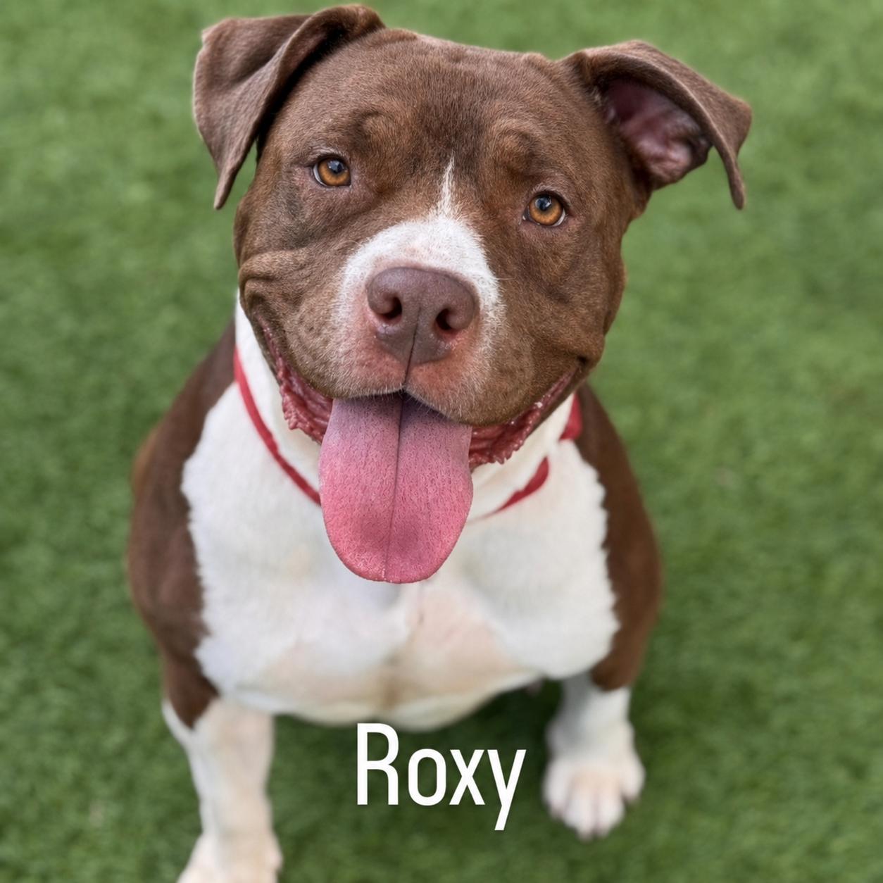 Roxy, Adoptable, Young Female American Bully & American Staffordshire Terrier.