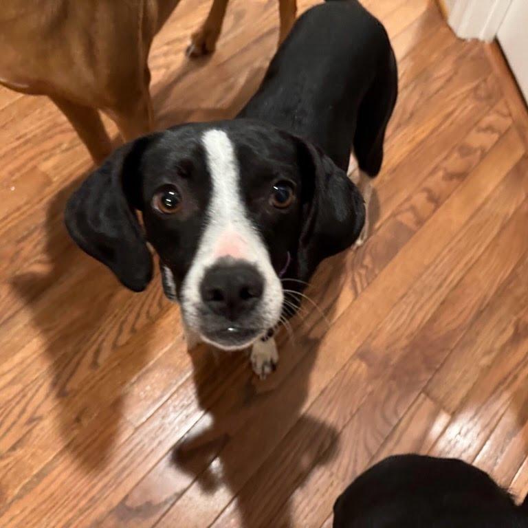 Enlarge Leaf Herder, a Adoptable Mixed Breed in Fredericksburg, VA image 1/5