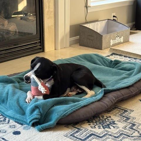 Enlarge Leaf Herder, a Adoptable Mixed Breed in Fredericksburg, VA image 2/5