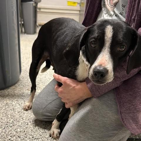 Enlarge Leaf Herder, a Adoptable Mixed Breed in Fredericksburg, VA image 4/5