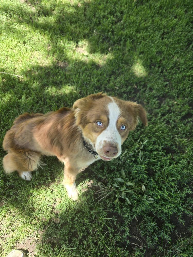 1129 Slate, Adoptable, Young Male Australian Shepherd.