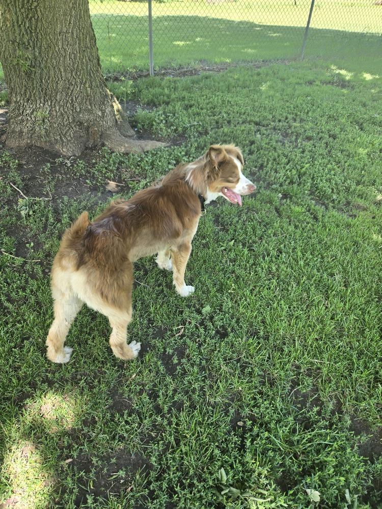 Enlarge 1129 Slate, a Adoptable Australian Shepherd in Ringwood, IL image 2/5