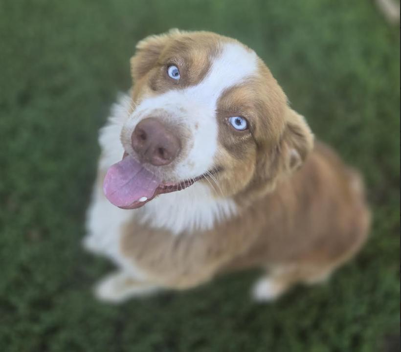 1129 Slater, a Adoptable Australian Shepherd in Shabbona, IL image 1/4