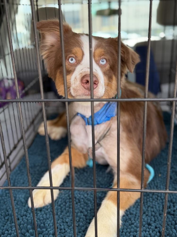 Enlarge 1129 Slate, a Adoptable Australian Shepherd in Ringwood, IL image 3/5